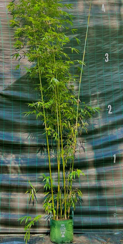 Slender Weavers bamboo (Bambusa textilis Gracilis)