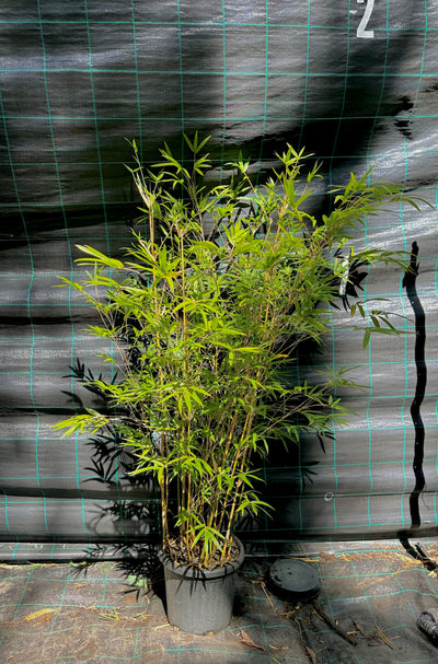 Alphonse Karr bamboo (bambusa multiplex)