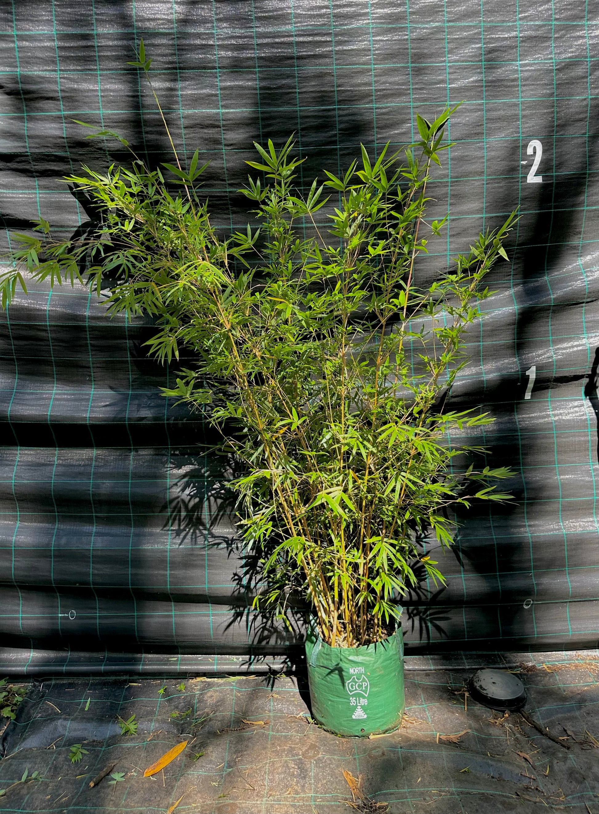 Alphonse Karr bamboo (bambusa multiplex)