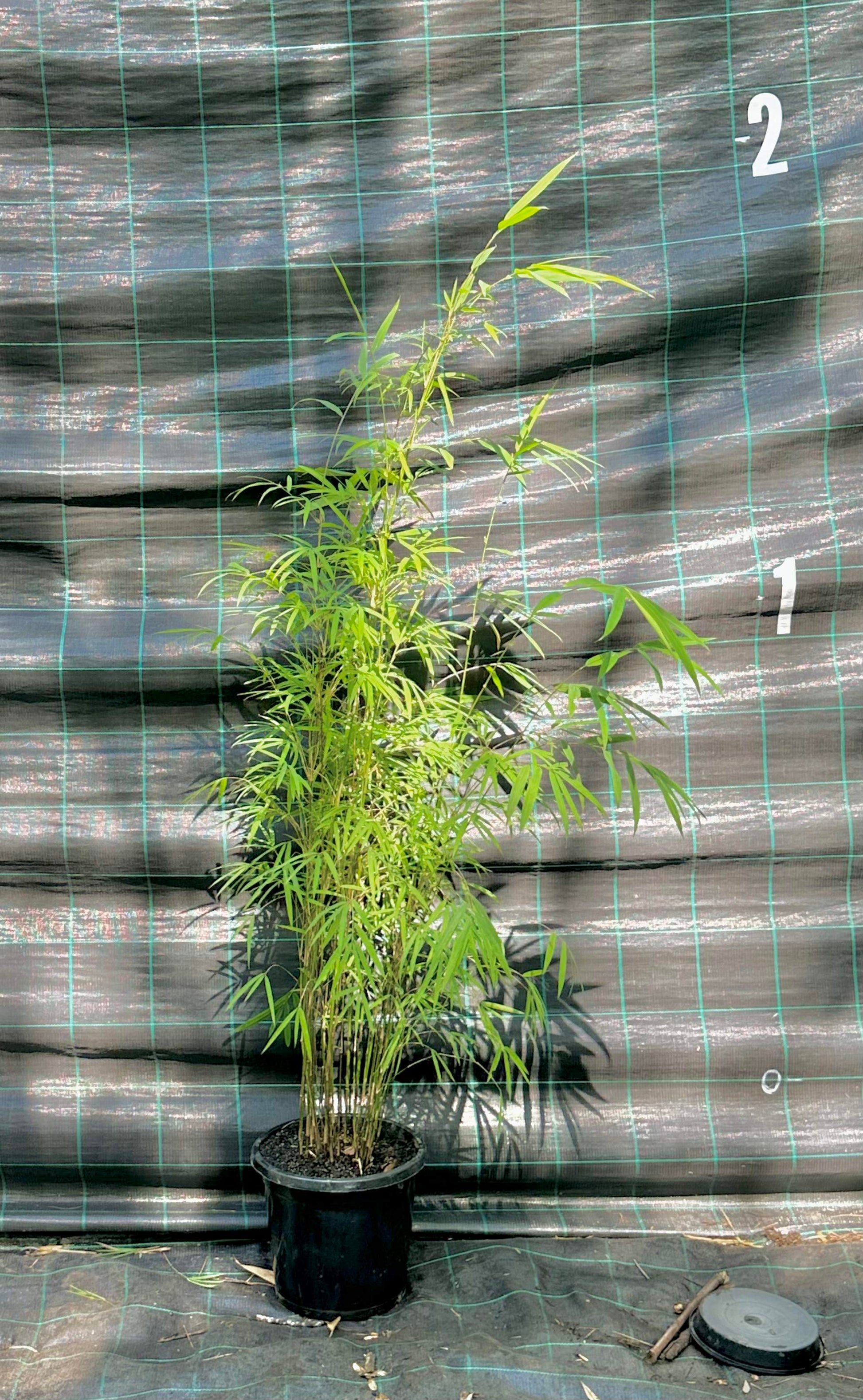 Blue bamboo (Drepanostachuym falcatum)