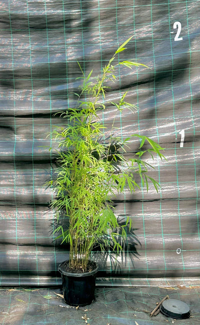 Blue bamboo (Drepanostachuym falcatum)