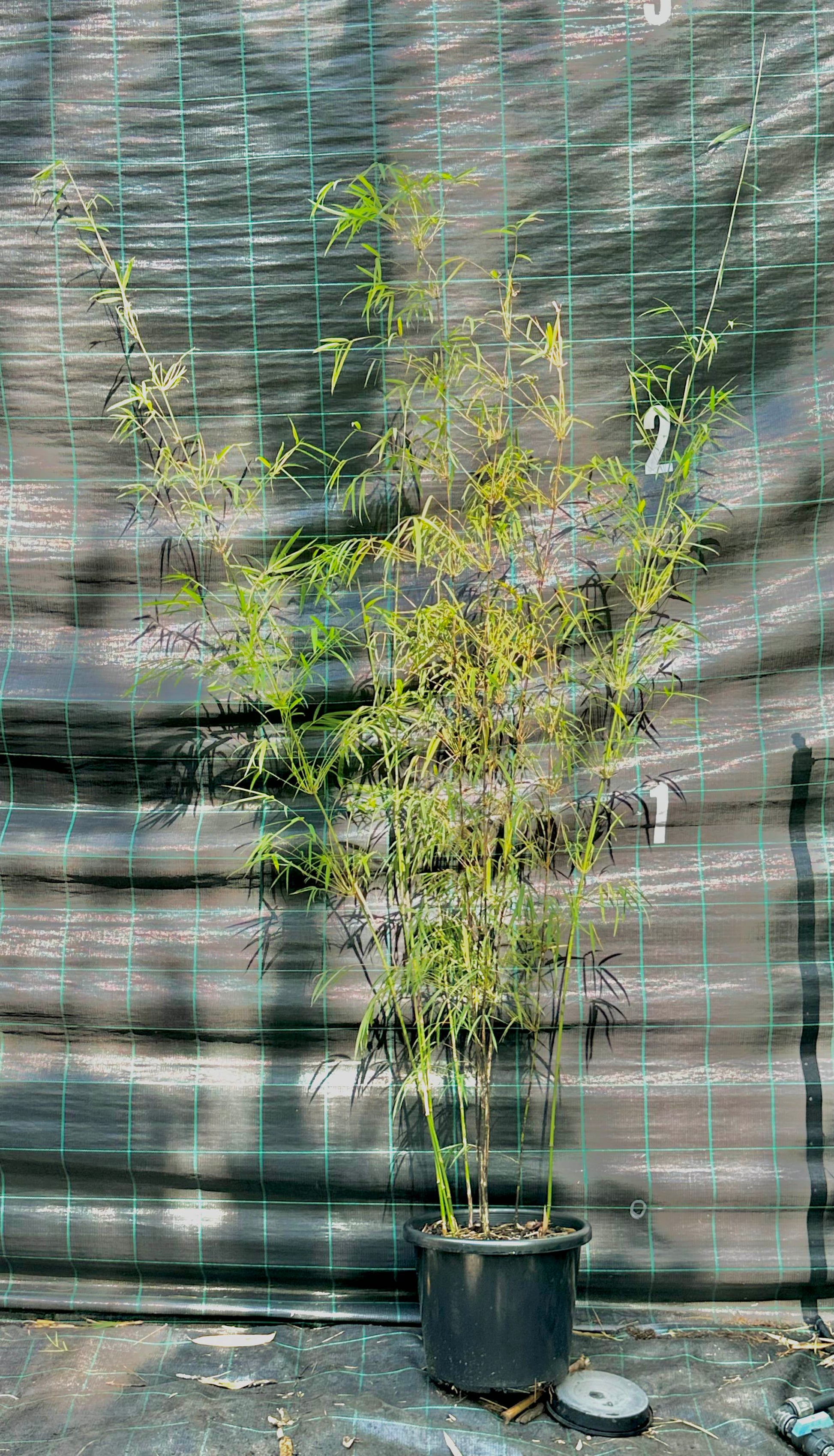 Blue bamboo (Drepanostachuym falcatum)
