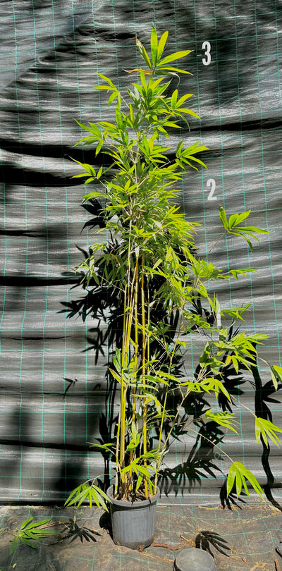 Greenstripe Blowpipe bamboo (Bambusa dolichomerithalla)