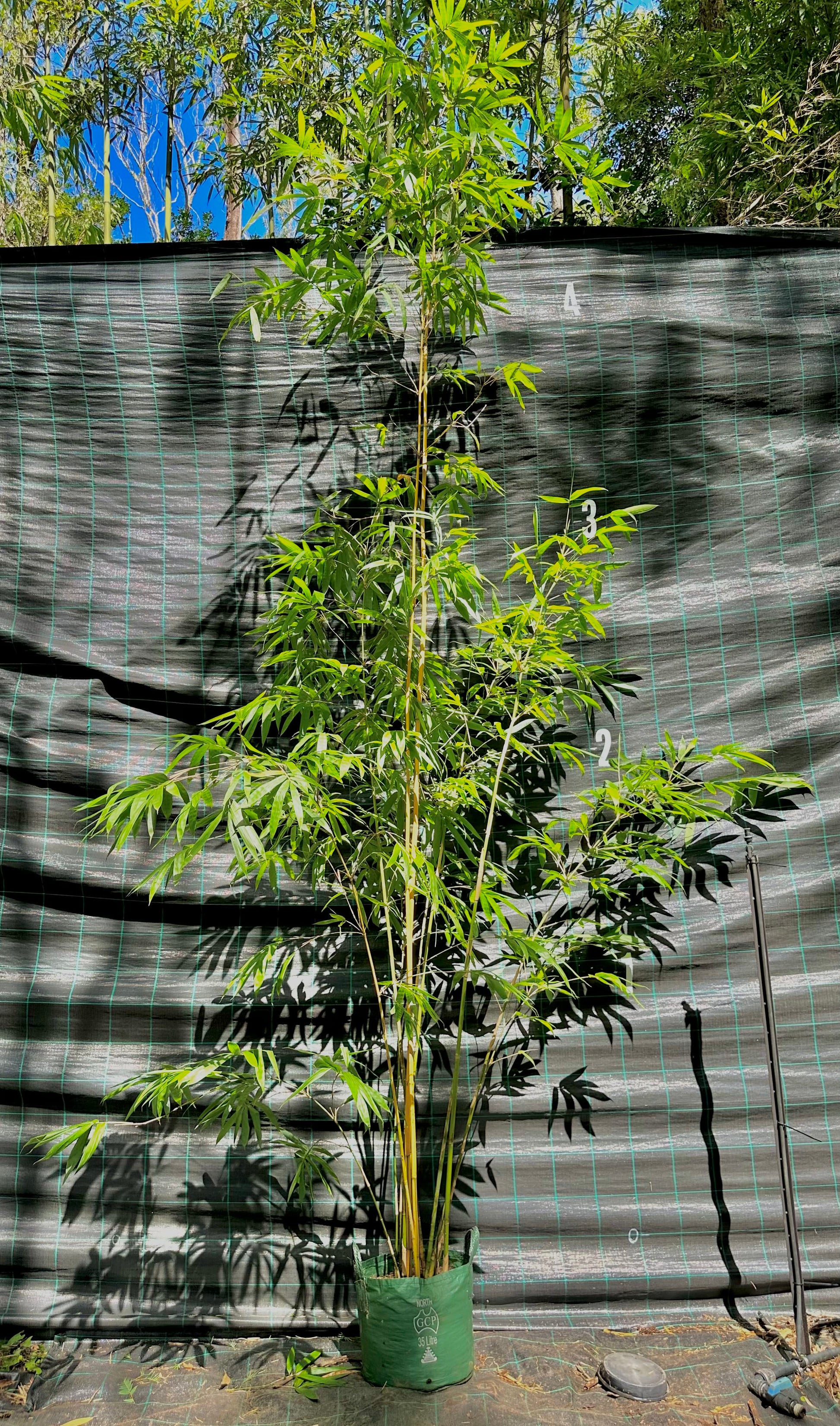 Greenstripe Blowpipe bamboo (Bambusa dolichomerithalla)