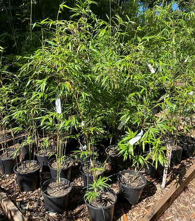 Bonnie bamboo (Bambusa boniopsis)