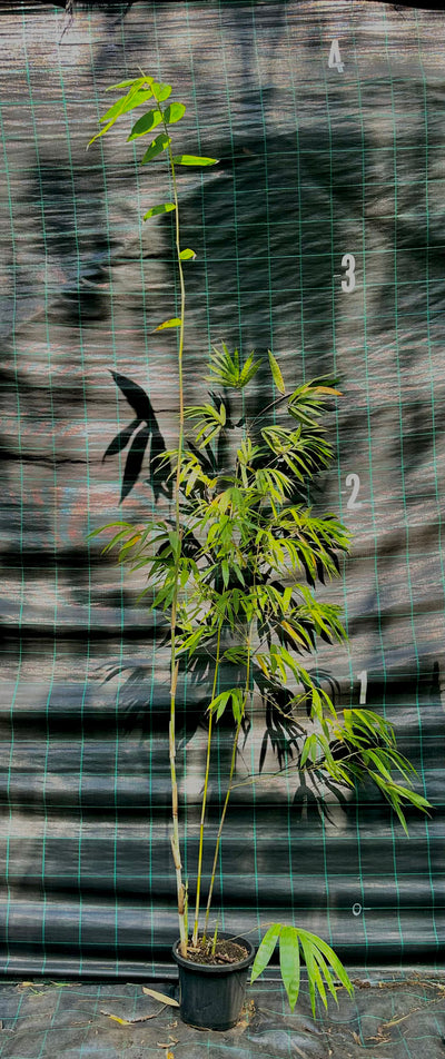 Ghost bamboo (Dendrocalamus minor var. Amoenus)