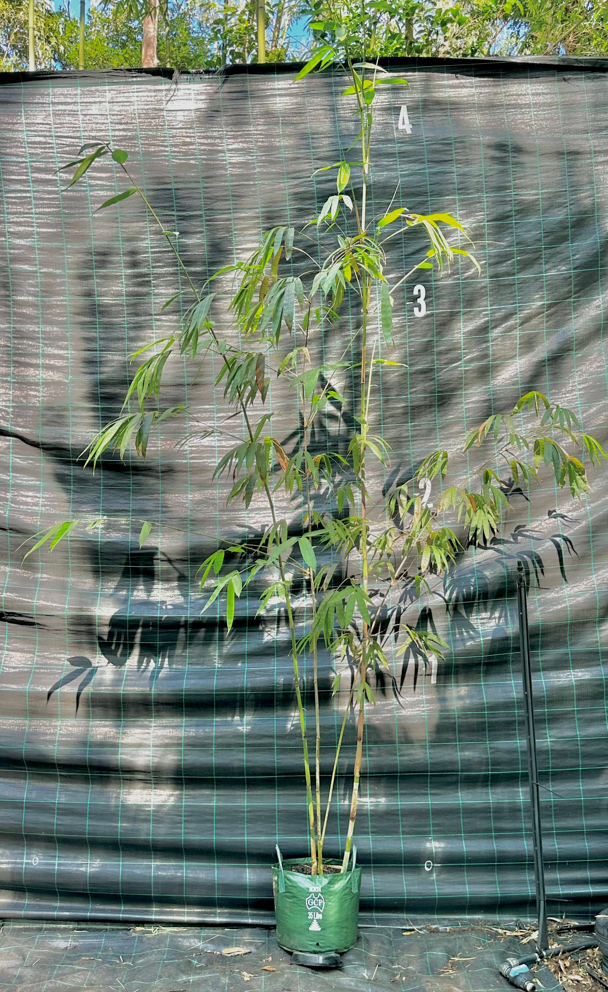Ghost bamboo (Dendrocalamus minor var. Amoenus)