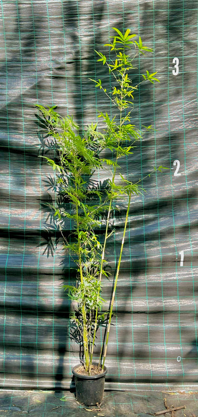 Gold Stripe bamboo (Bambusa multiplex)