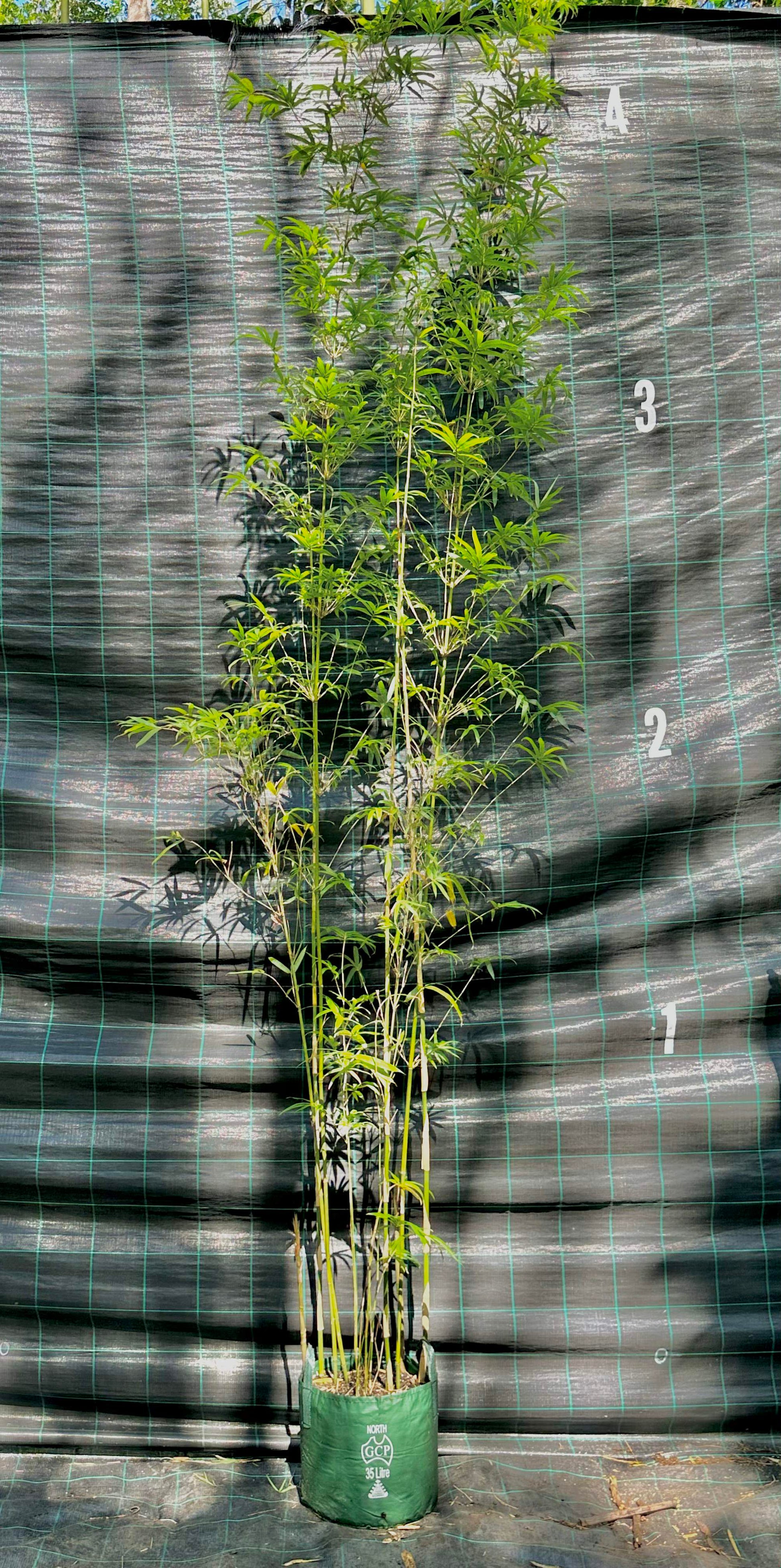 Gold Stripe bamboo (Bambusa multiplex)