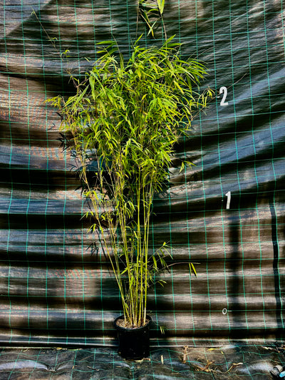 Nepalese Blue bamboo (Himalayacalamus porcatus)