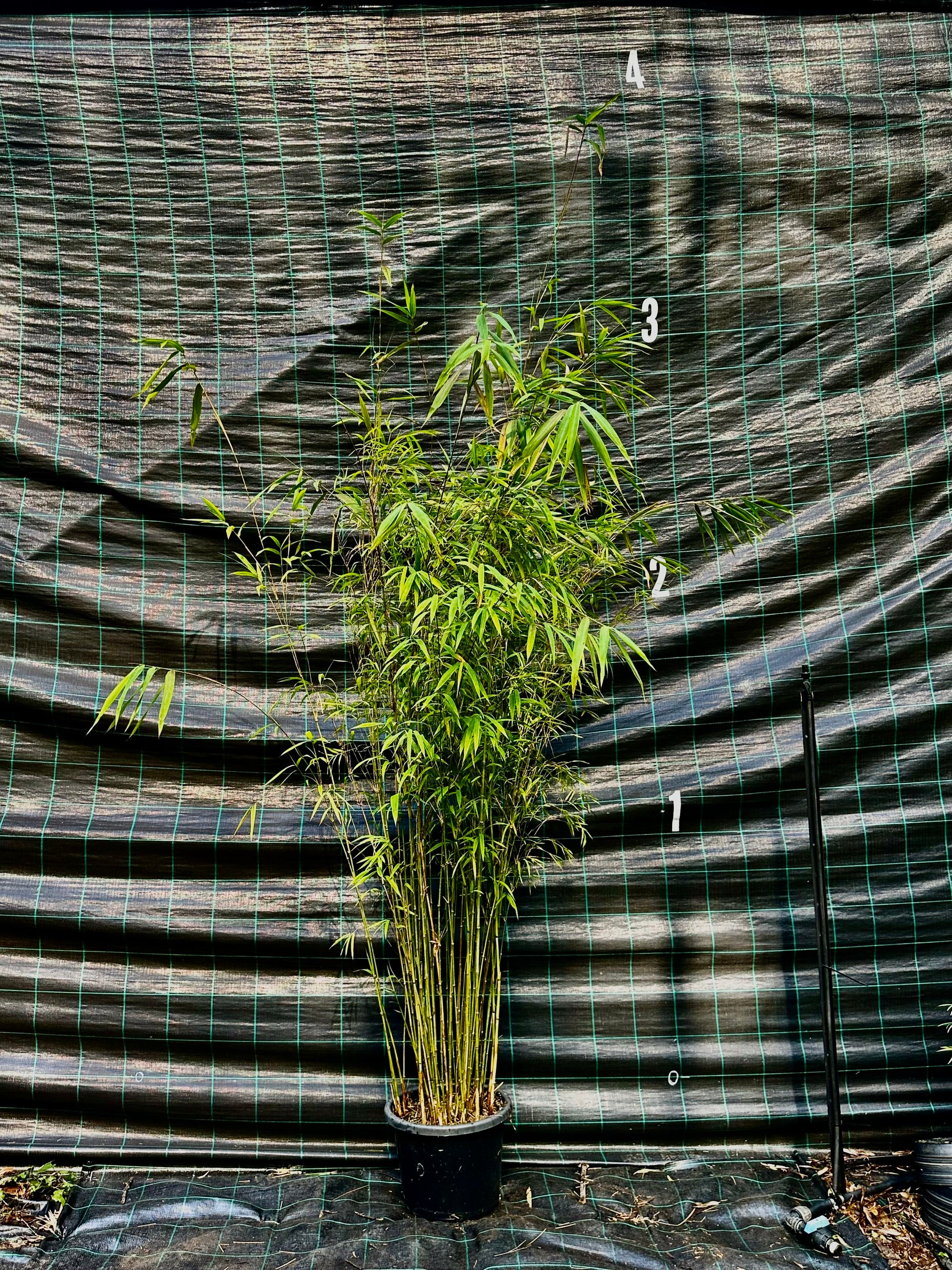 Nepalese Blue bamboo (Himalayacalamus porcatus)