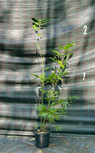Giant Timber bamboo (Dendrocalamopsis oldhamii)