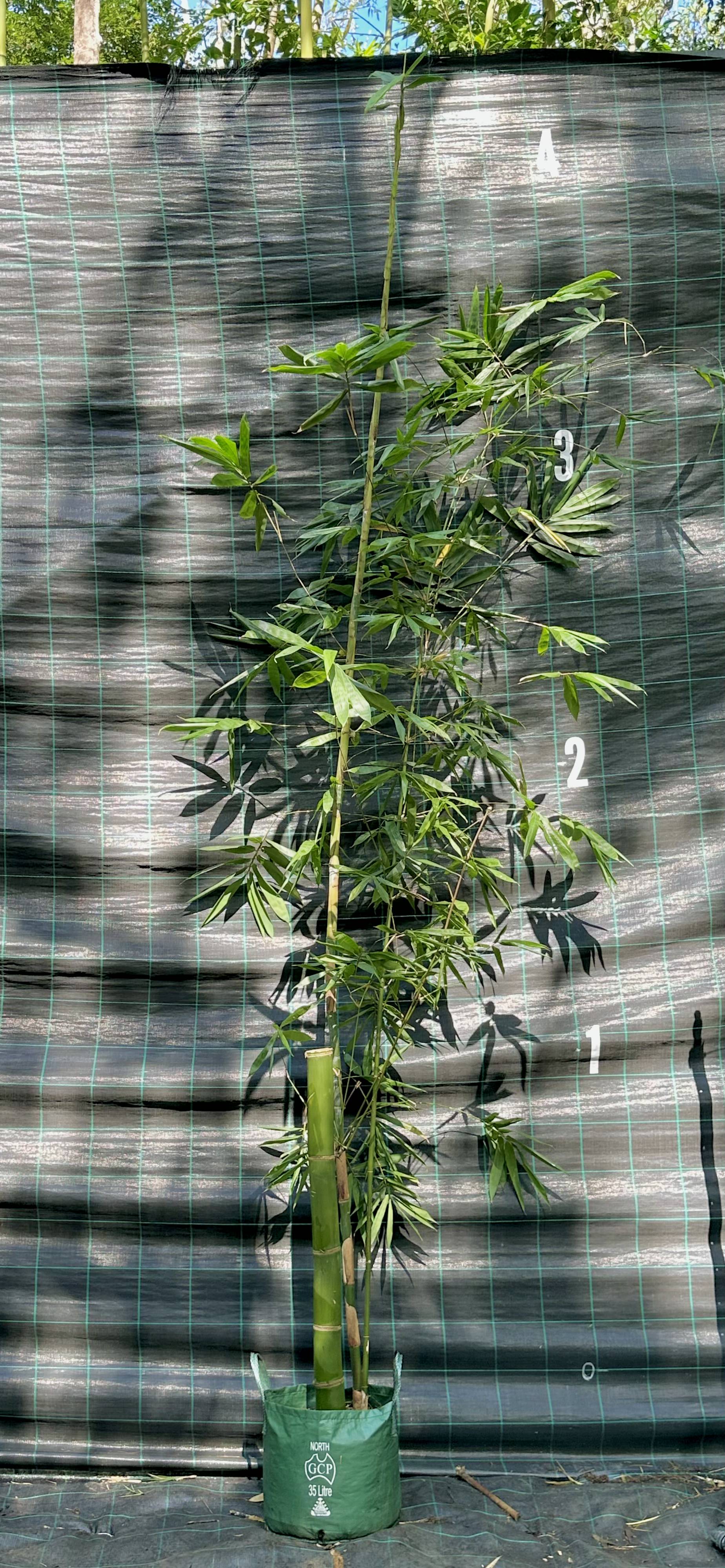 Giant Timber bamboo (Dendrocalamopsis oldhamii)