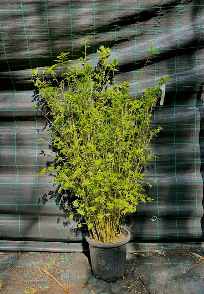 Stripestem Fernleaf bamboo (bambusa multiplex)