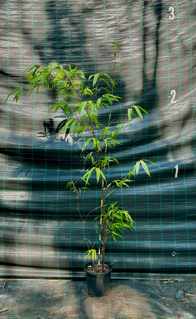 Timor Black bamboo (Bambusa lako)