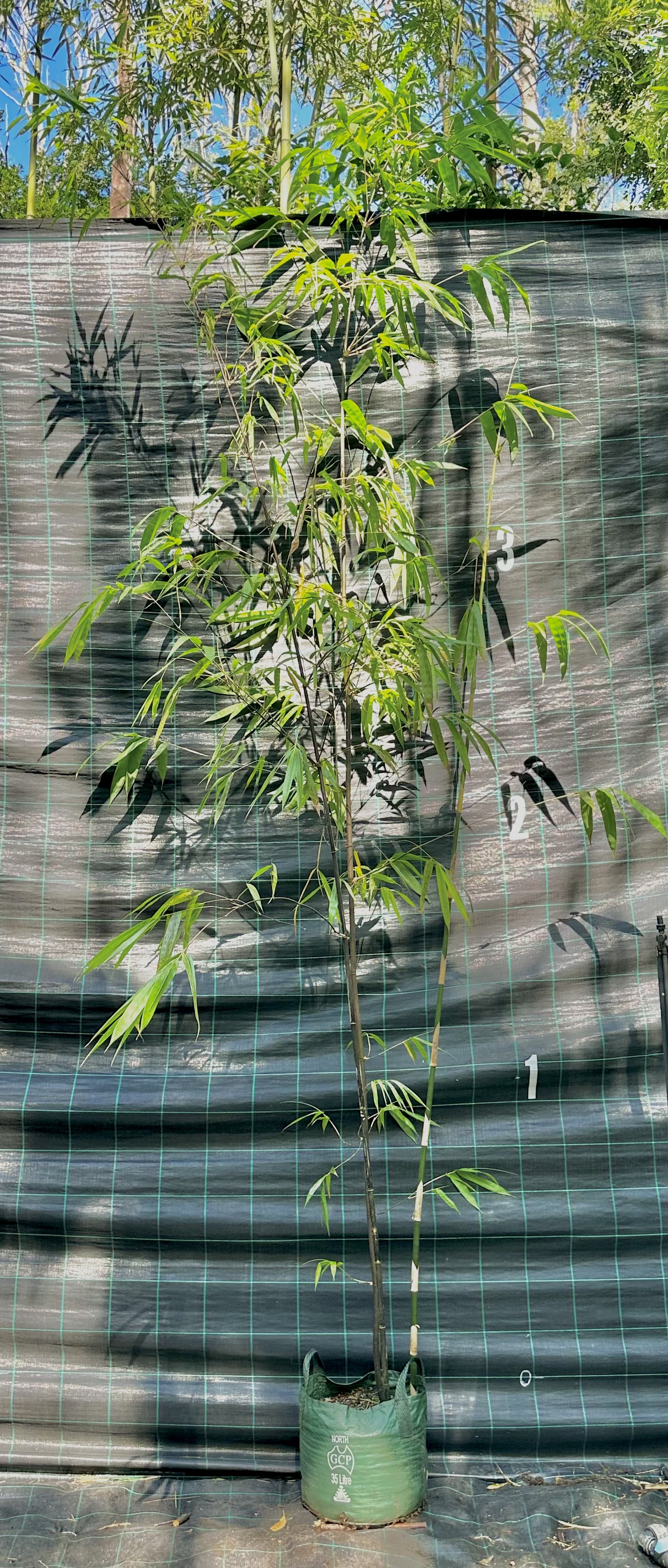 Timor Black bamboo (Bambusa lako)