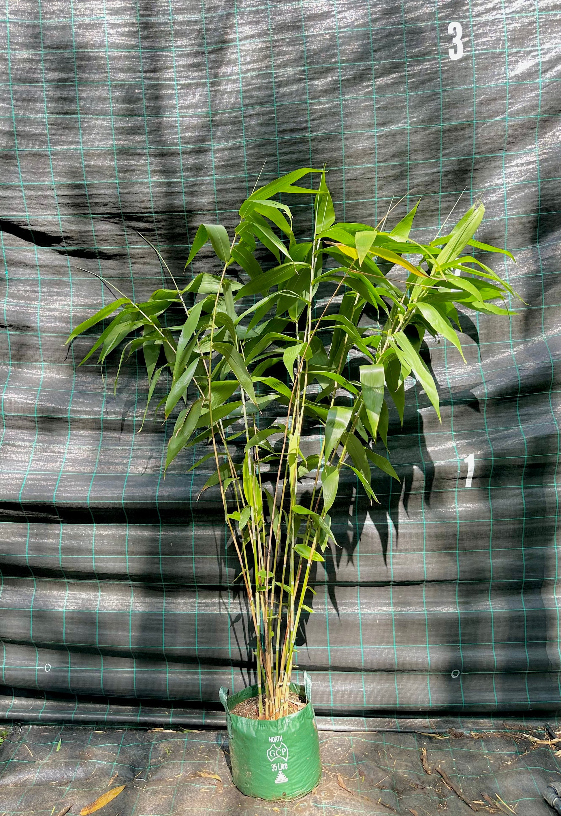 Tiger Grass bamboo (Thysanoleana maxima)