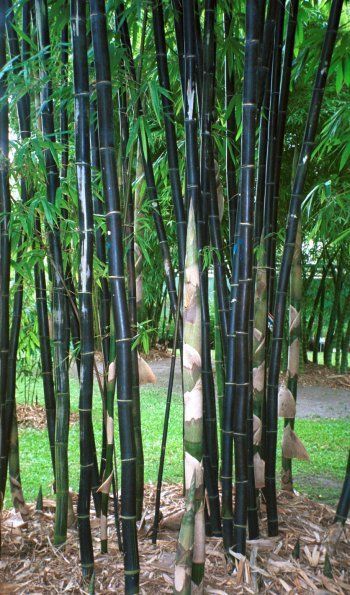 Black bamboo (Phyllostachys nigra). Currently FLOWERING so not for sale. Back soon.