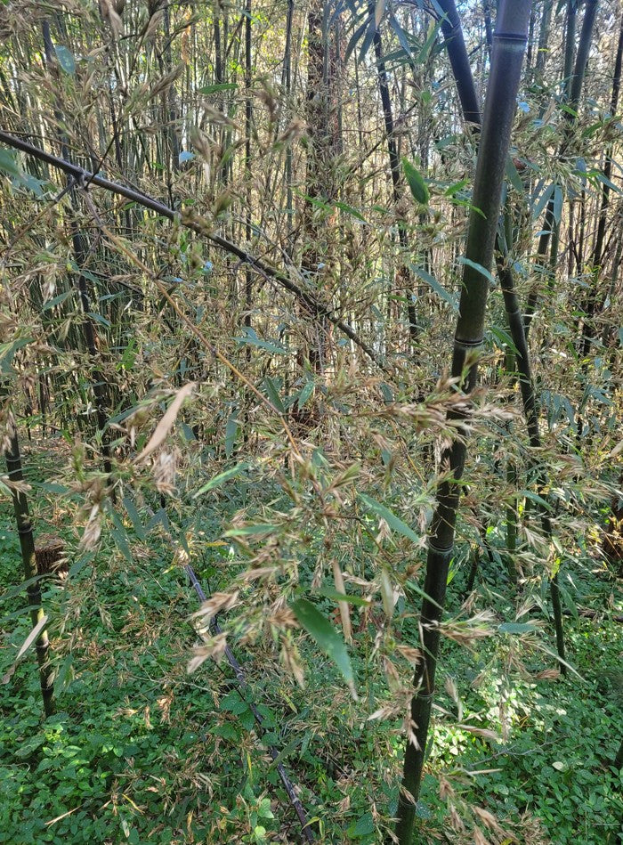 Black bamboo (Phyllostachys nigra)