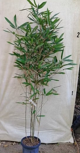 Red Tongue bamboo (Sinobambusa rubroligula)