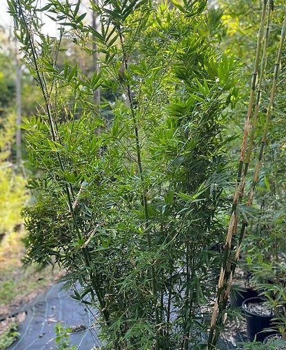 Variostriata bamboo (Dendrocalamopsis variostriata)