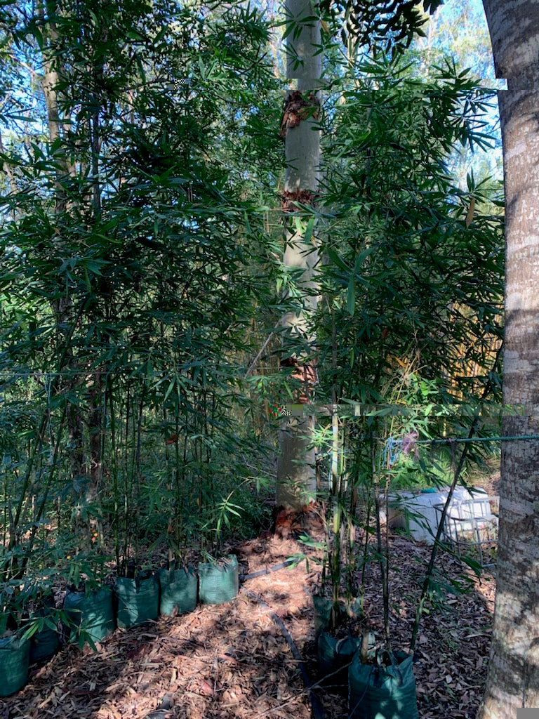 Giant Timber bamboo (Dendrocalamopsis oldhamii)
