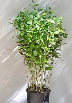 Fortune Inviting bamboo (Shibataea kumasaca)