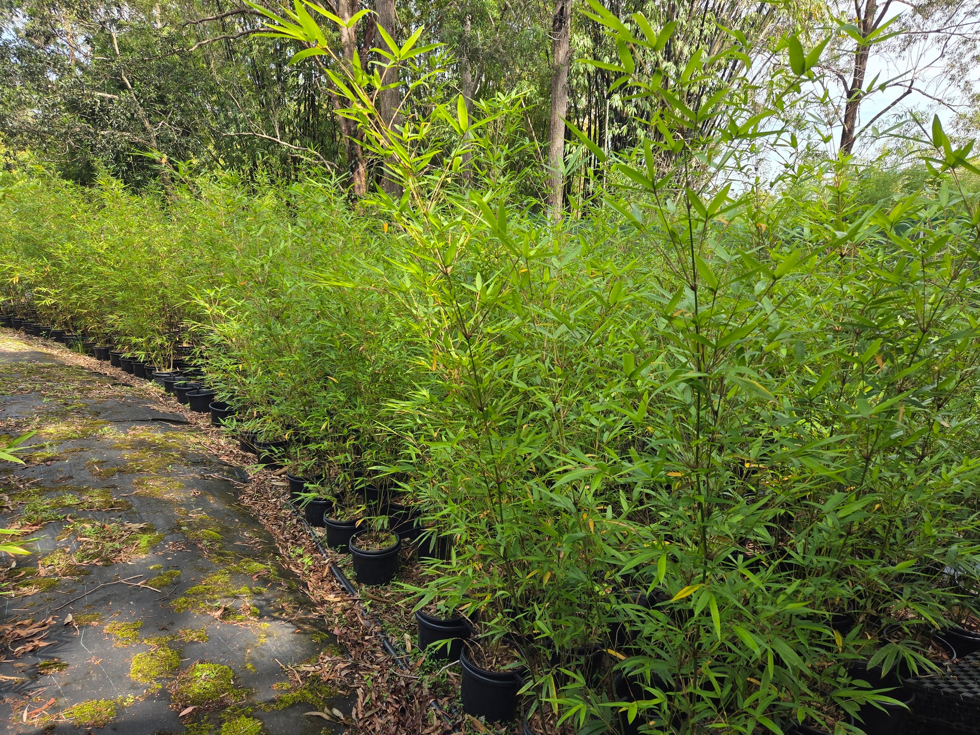 Black Friday Sale 2025 Slender Weavers bamboo (Bambusa textilis Gracilis 250mm)