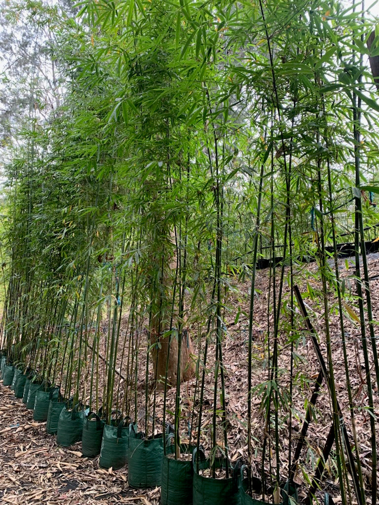 Slender Weavers bamboo (Bambusa textilis Gracilis)