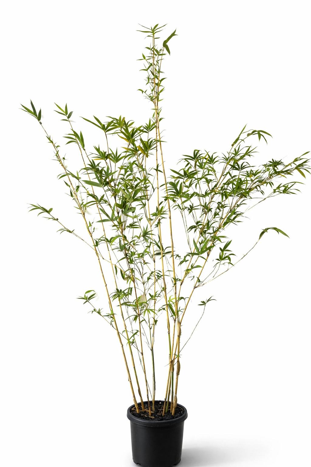Alphonse Karr Bamboo (Bambusa multiplex ‘Alphonse Karr’)
