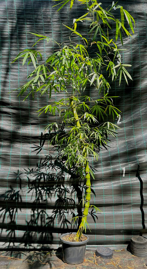 Buddha Belly bamboo (Bambusa vulgaris Wamin)