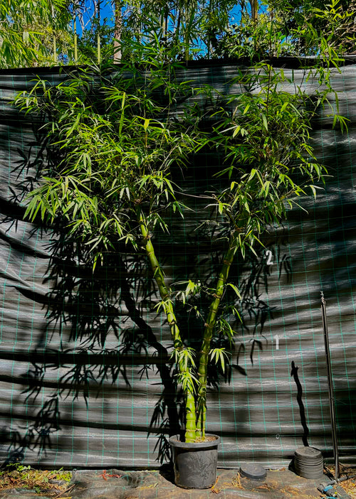 Buddha Belly bamboo (Bambusa vulgaris Wamin)