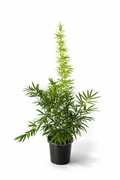 Black bamboo (Phyllostachys nigra)