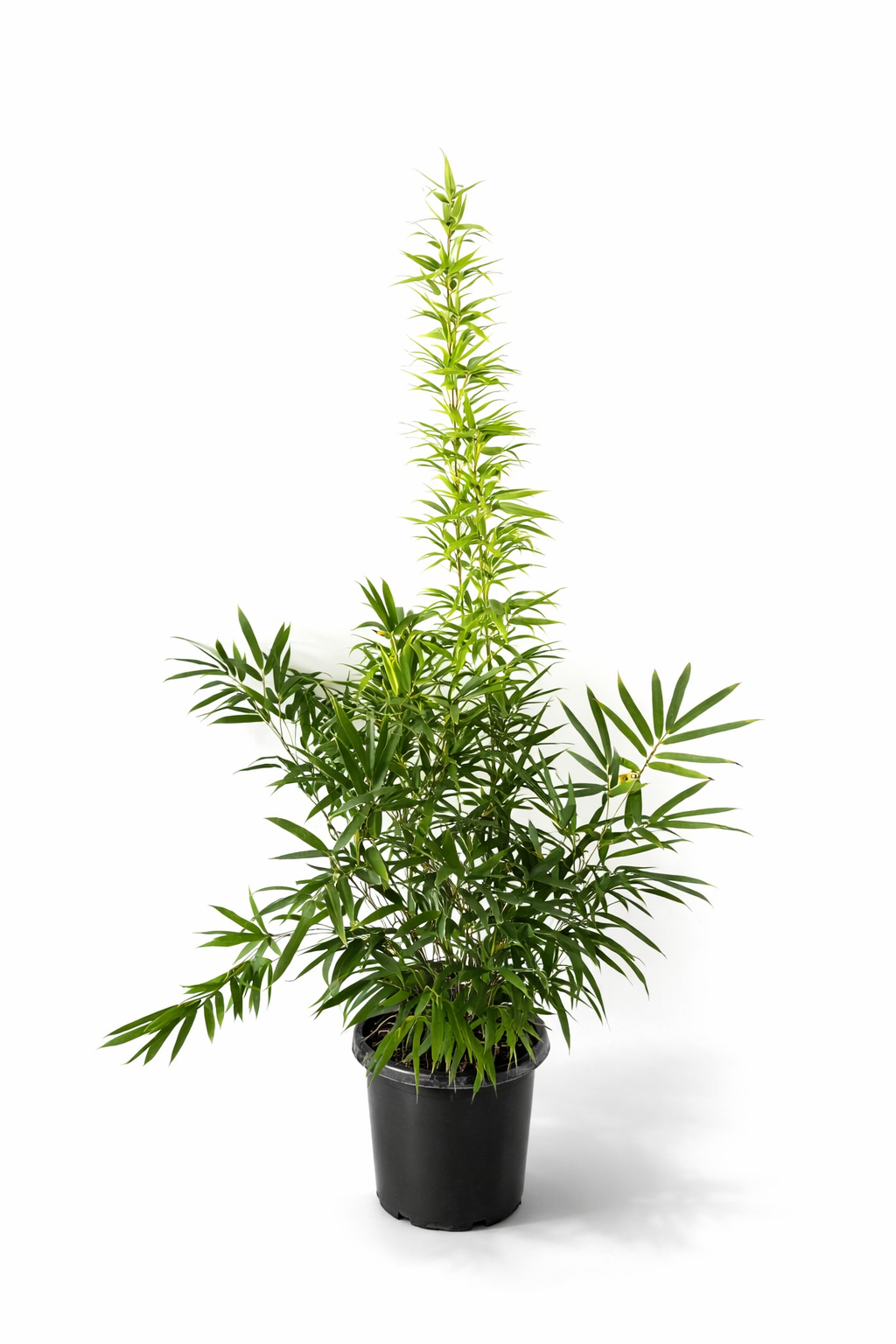 Black bamboo (Phyllostachys nigra)
