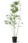 Doli Blue Bamboo (Bambusa dolichomerithalla)