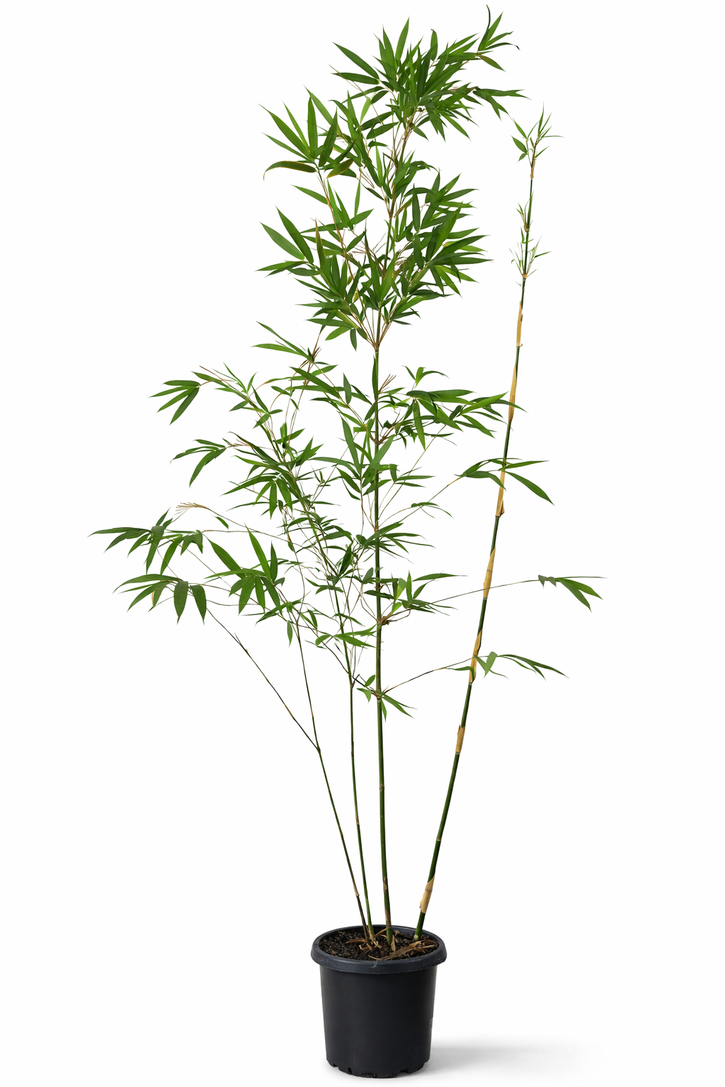 Doli Blue Bamboo (Bambusa dolichomerithalla)