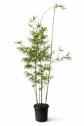 Fusca Bamboo (Bambusa textilis var. fusca)