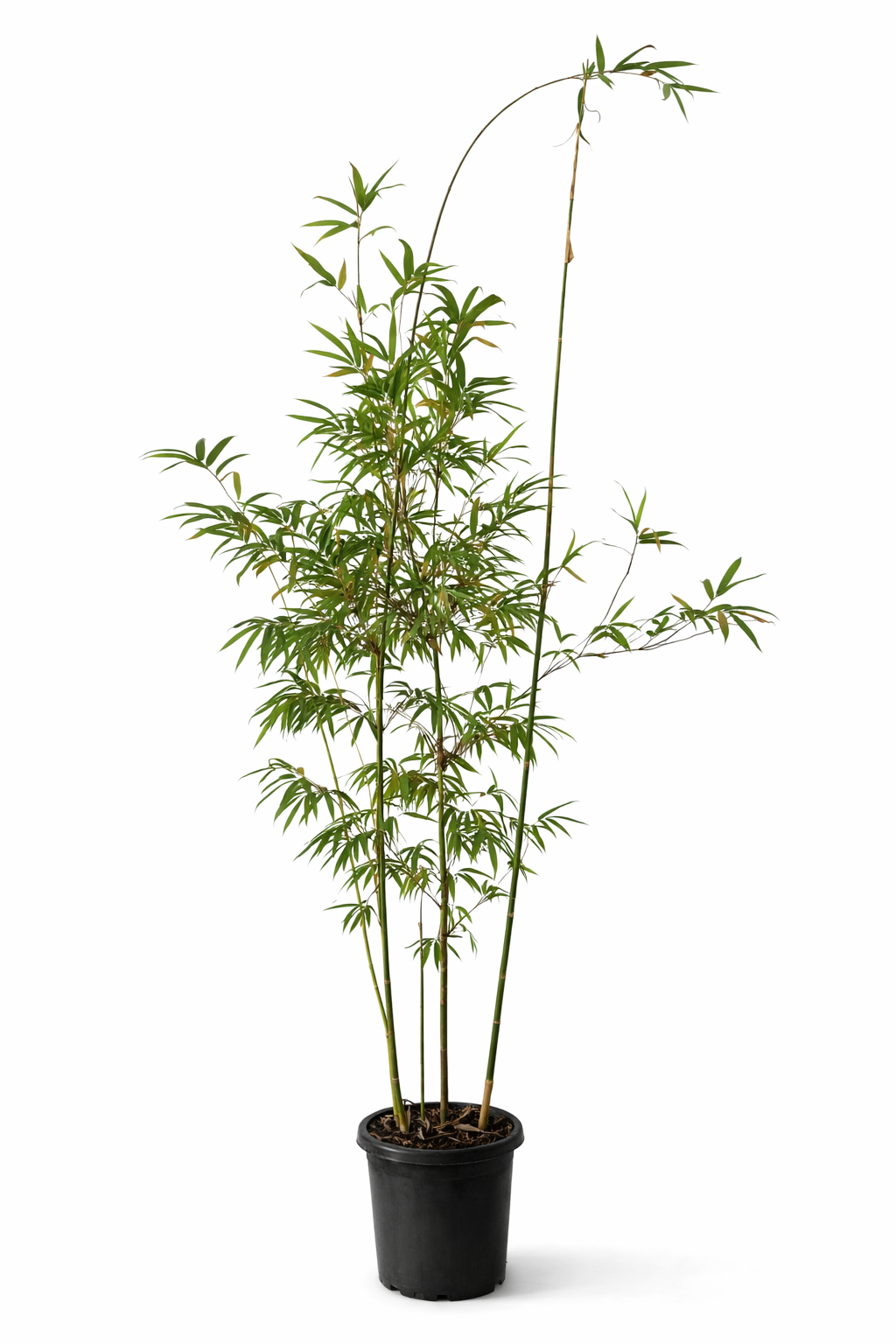 Fusca Bamboo (Bambusa textilis var. fusca)