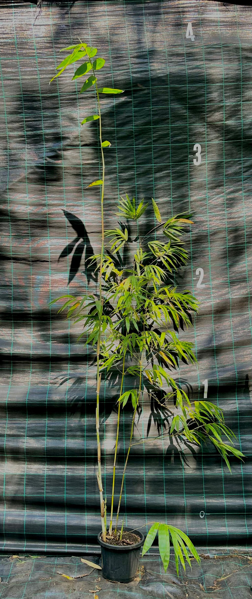 Ghost bamboo (Dendrocalamus minor var. Amoenus)