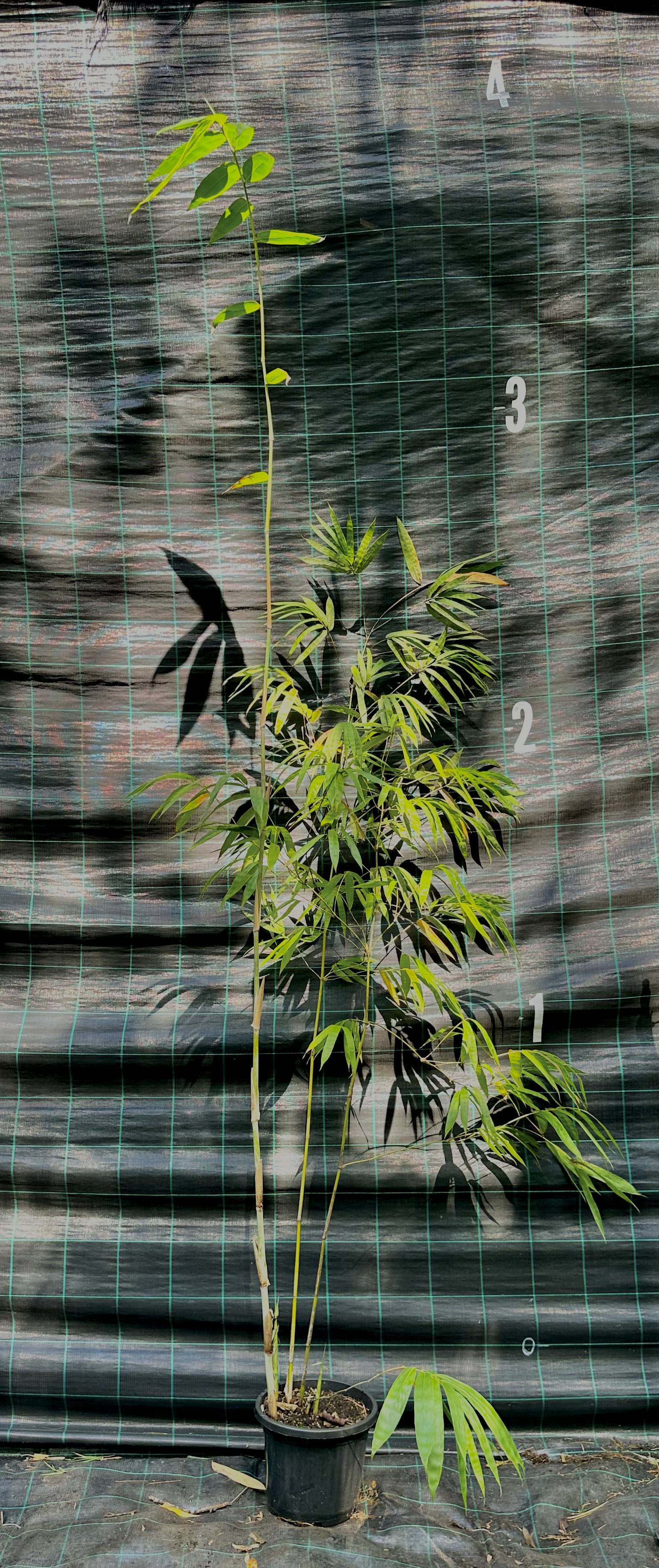 Ghost bamboo (Dendrocalamus minor var. Amoenus)