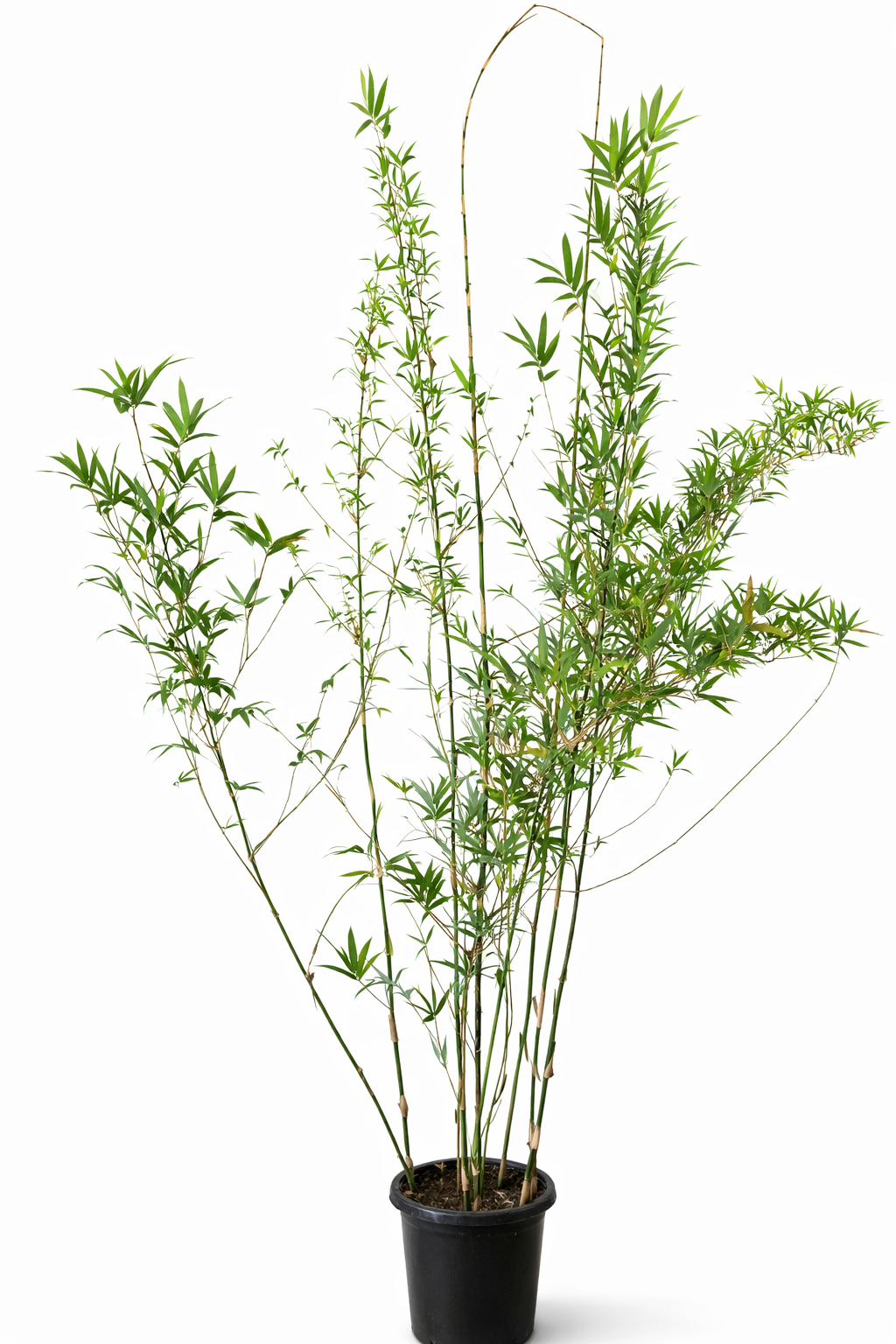 Goldstripe Bamboo (Bambusa multiplex ‘Goldstripe’)