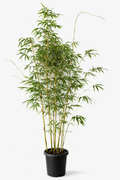China Gold Bamboo (Bambusa eutuldoides var. viridivittata)