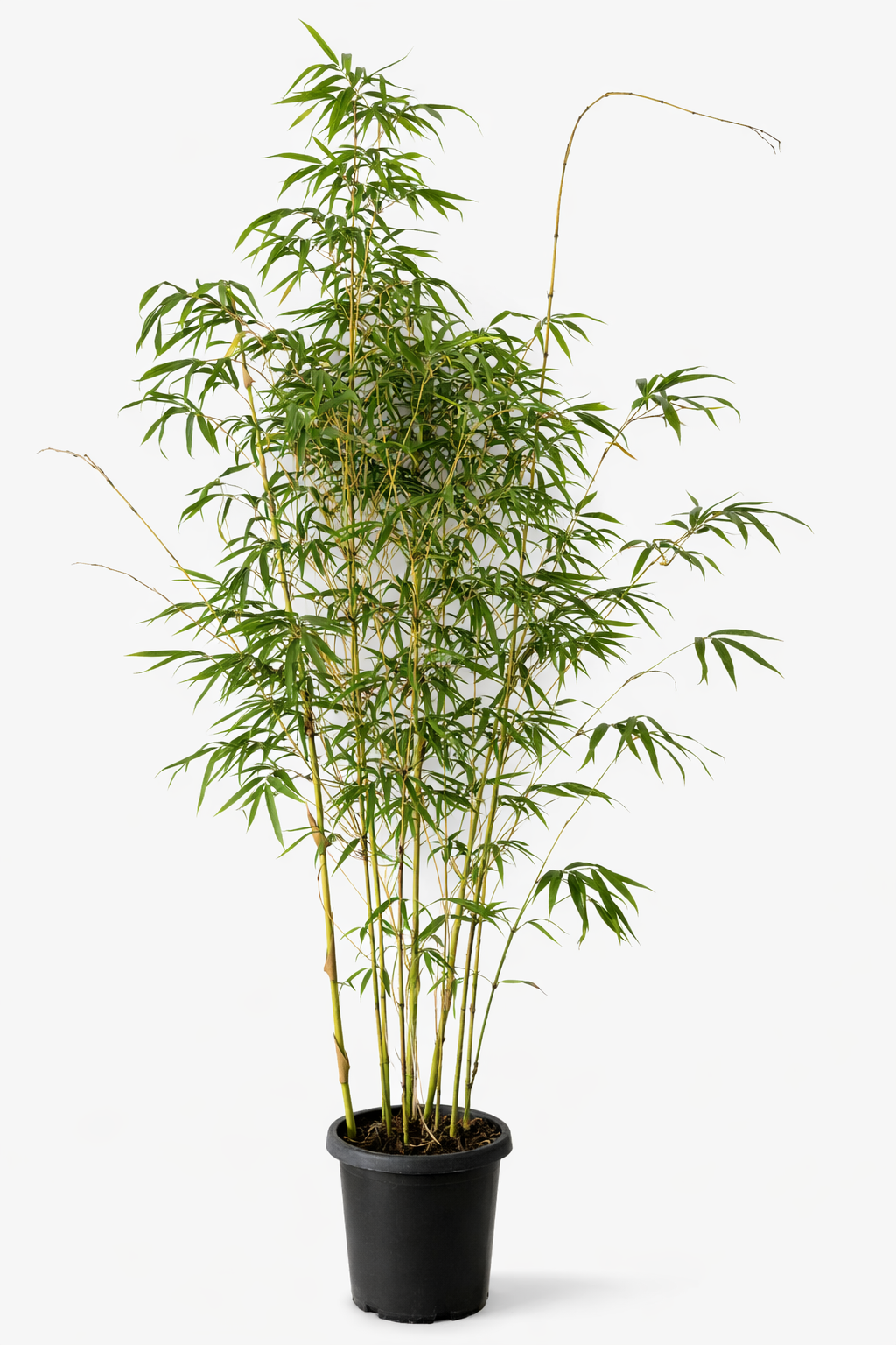 China Gold Bamboo (Bambusa eutuldoides var. viridivittata)