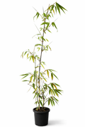 Java Black Bamboo (Gigantochloa atroviolacea)