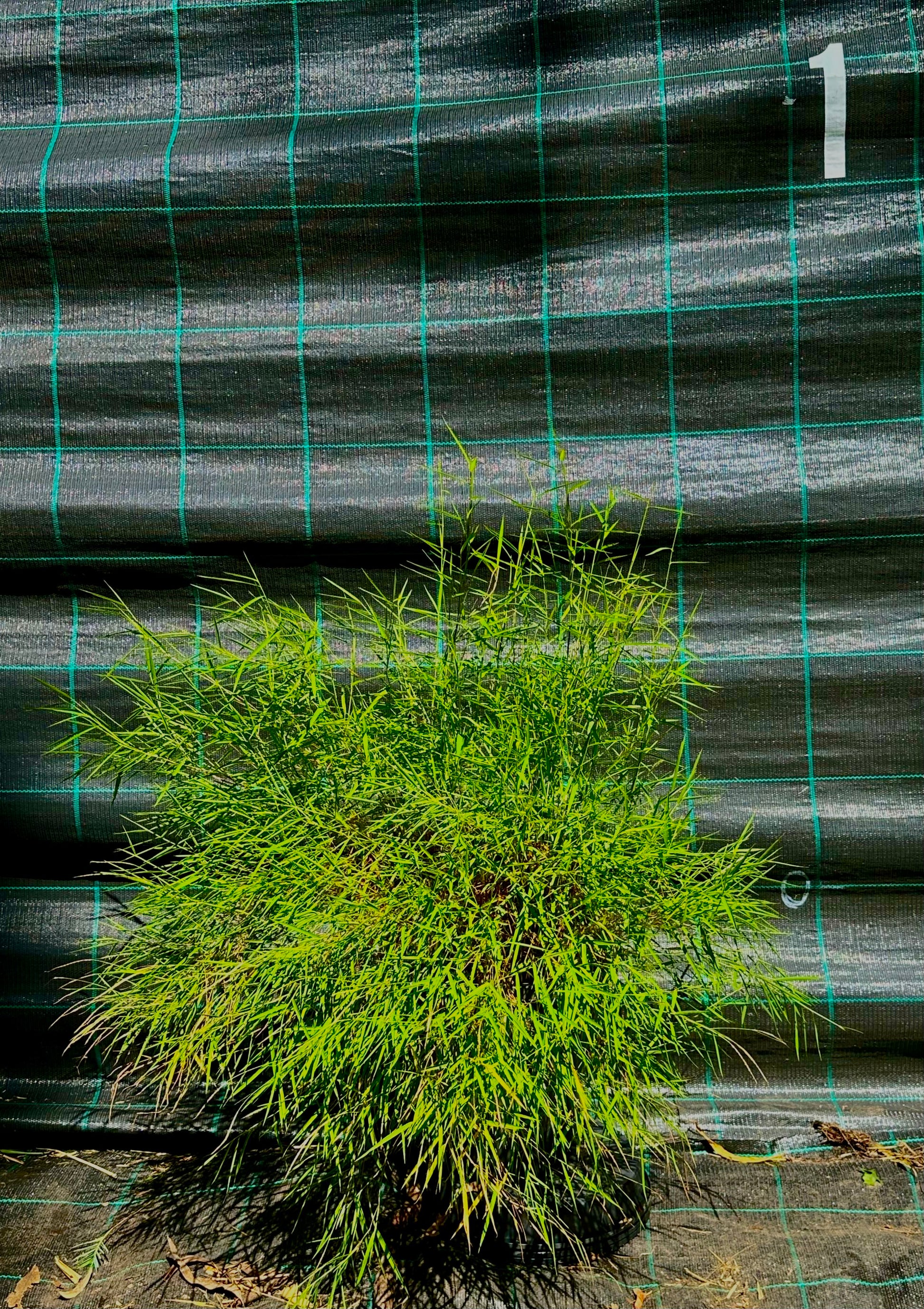 Malay Pygmy bamboo (Pogonatherum paniceum)