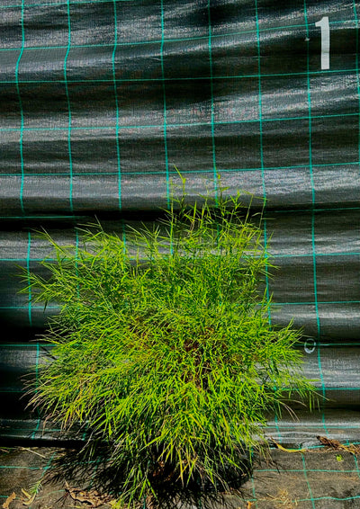 Malay Pygmy bamboo (Pogonatherum paniceum)