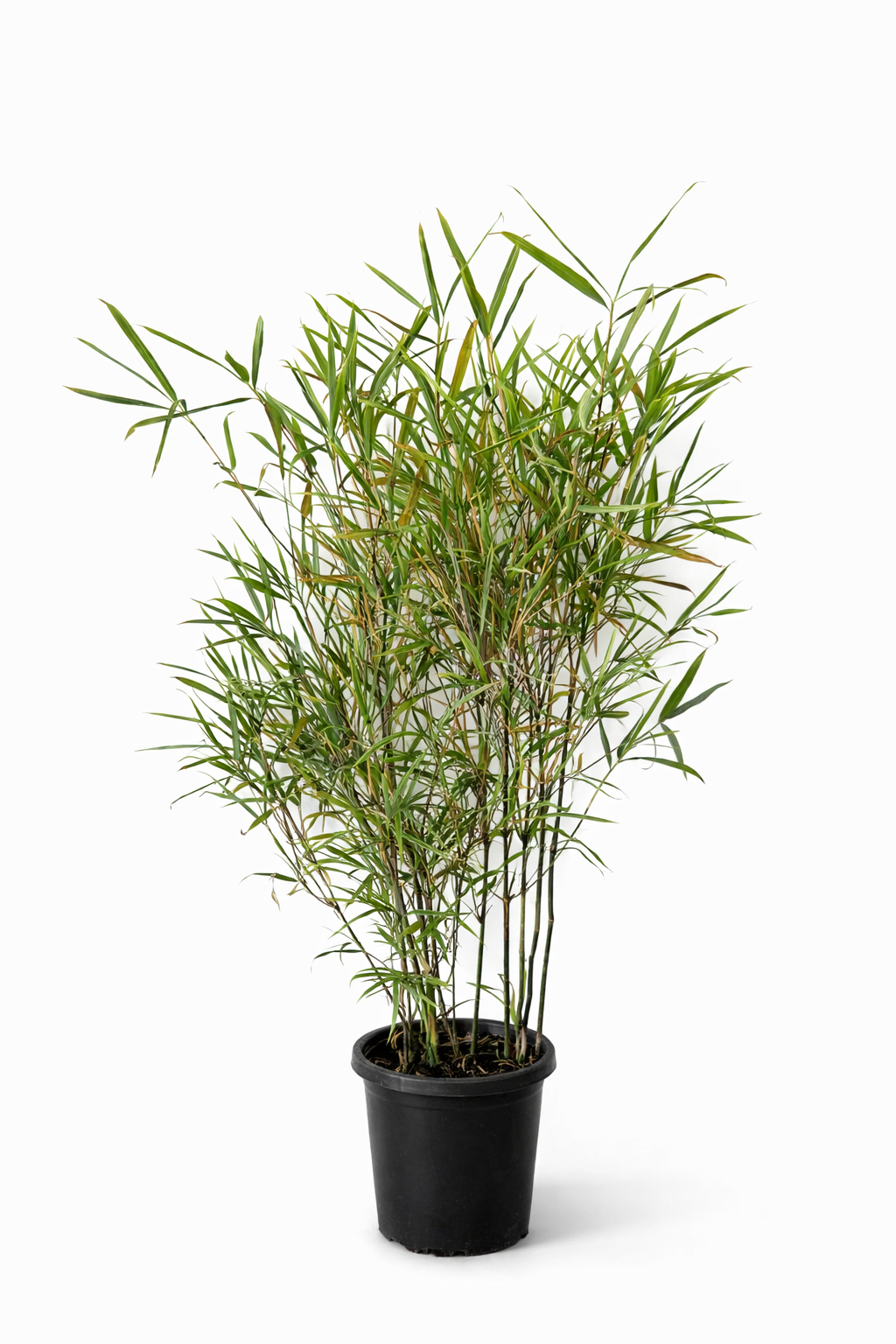 Variegated Malay Dwarf (Bambusa heterostachya ‘Variegata’)
