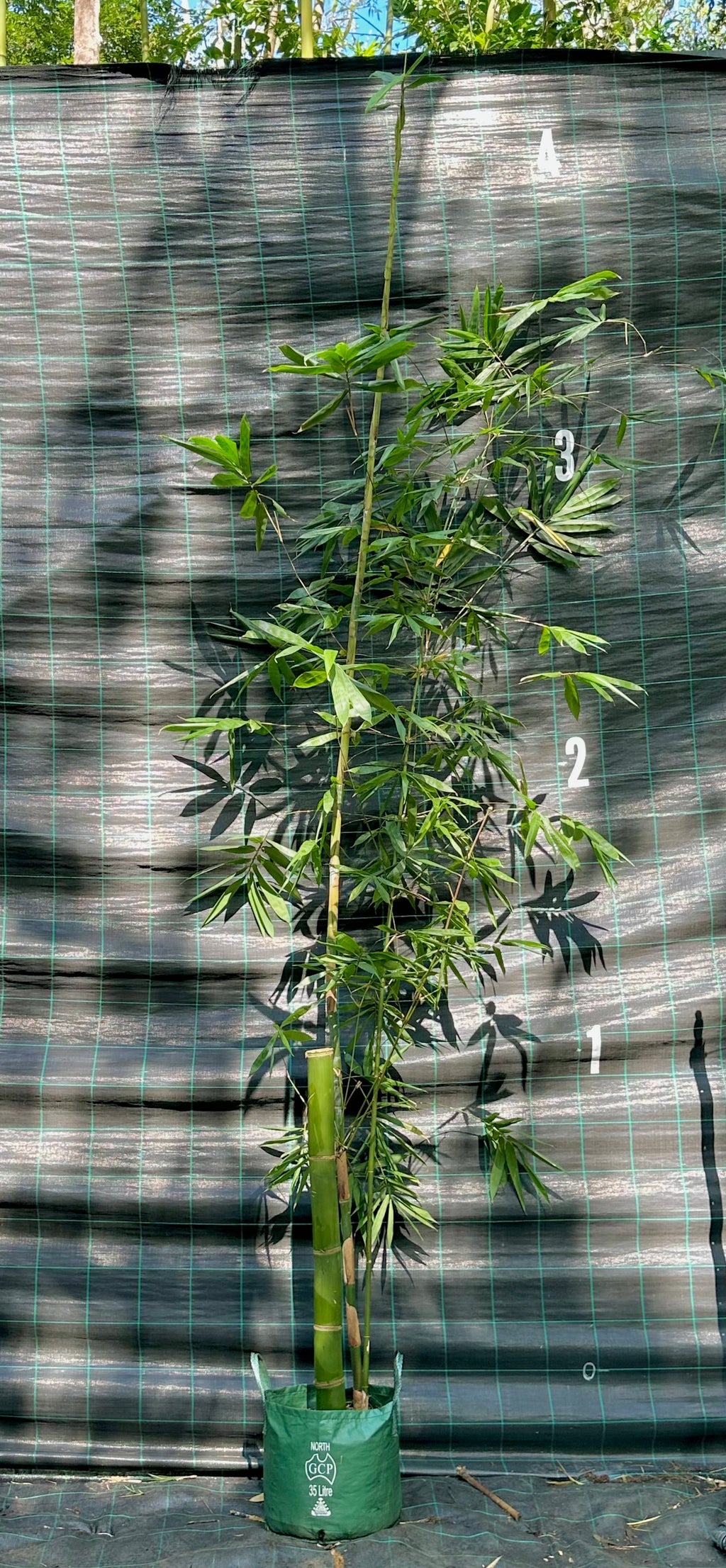 Giant Timber bamboo (Dendrocalamopsis oldhamii)