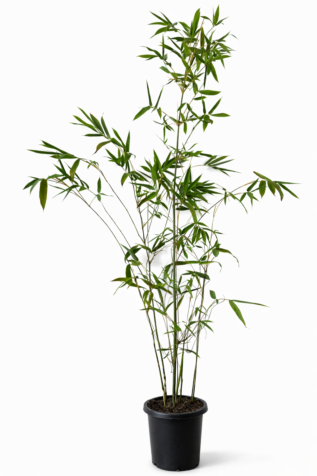 Giant Timber Bamboo (Bambusa oldhamii)