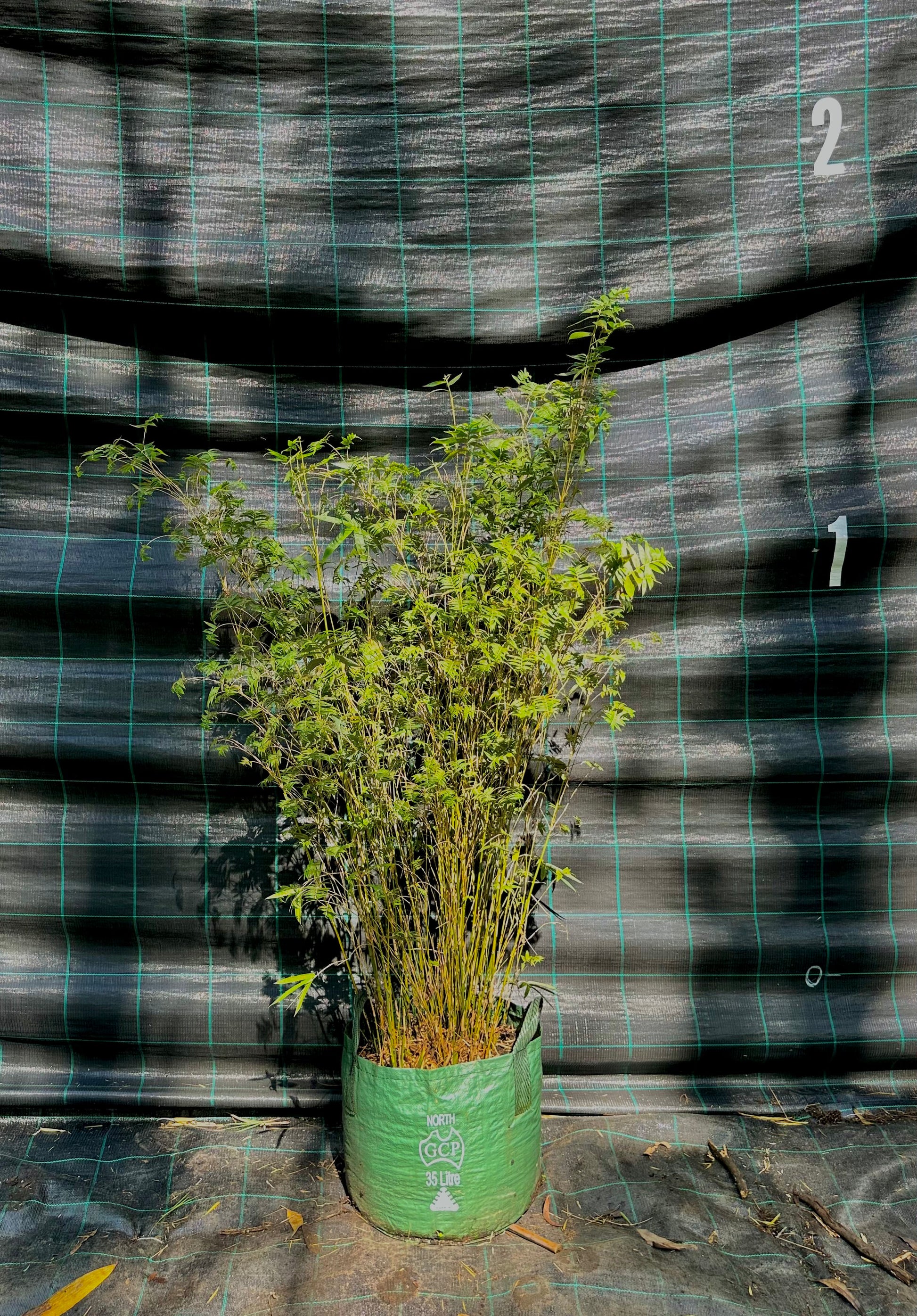 Stripestem Fernleaf bamboo (bambusa multiplex)